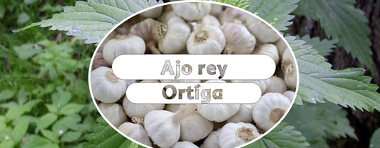 Ortiga planta medicinal en el fondo y Ajo bulbo