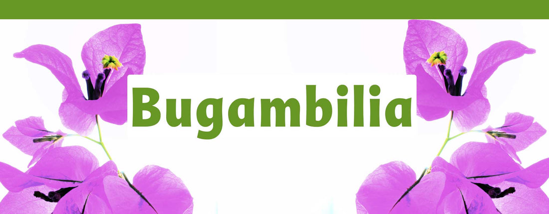 El secreto ancestral de la bugambilia y sus propiedades medicinales.