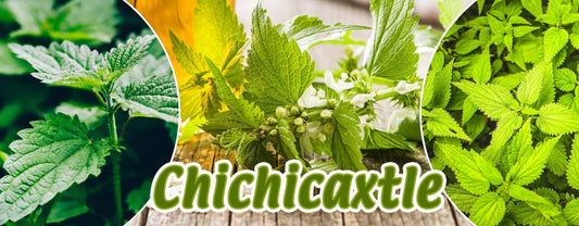 Chichicaxtle planta medicinal, hojas con tallo y un frasco con té de chichicaxtle.