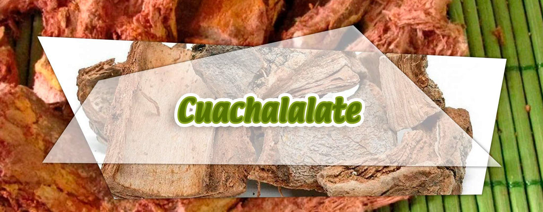 El cuachalalate planta medicinal que protege contra el cáncer de estómago.