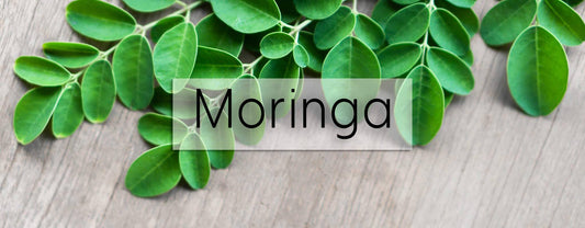 Moringa oleífera planta medicinal se usan las hojas y las semillas